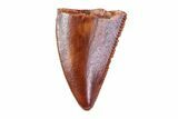 Partial, Serrated, Raptor Tooth - Morocco #72658-1